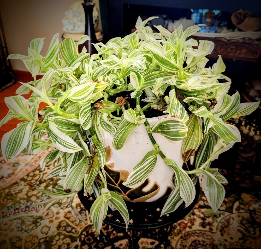 Live Plant Cutting Pistachio White Spiderwort